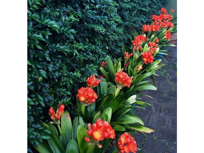 17 Ettrick Street, Ashbury NSW 2193