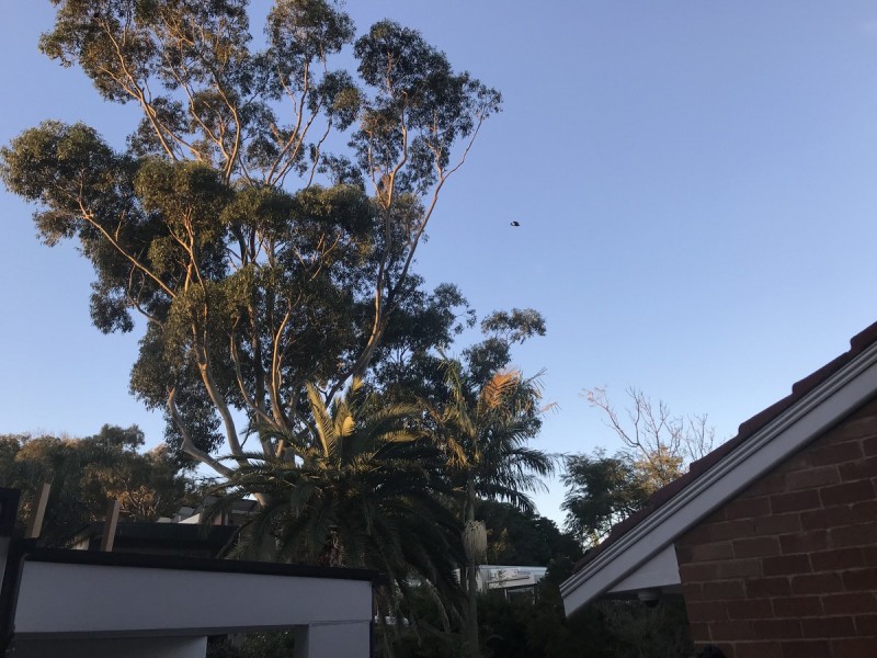 36 Carrington Road, Waverley NSW 2024