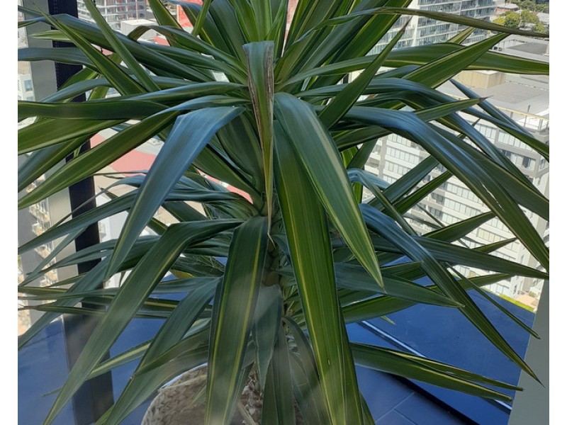 2204/22 Dorcas Street, Southbank VIC 3006