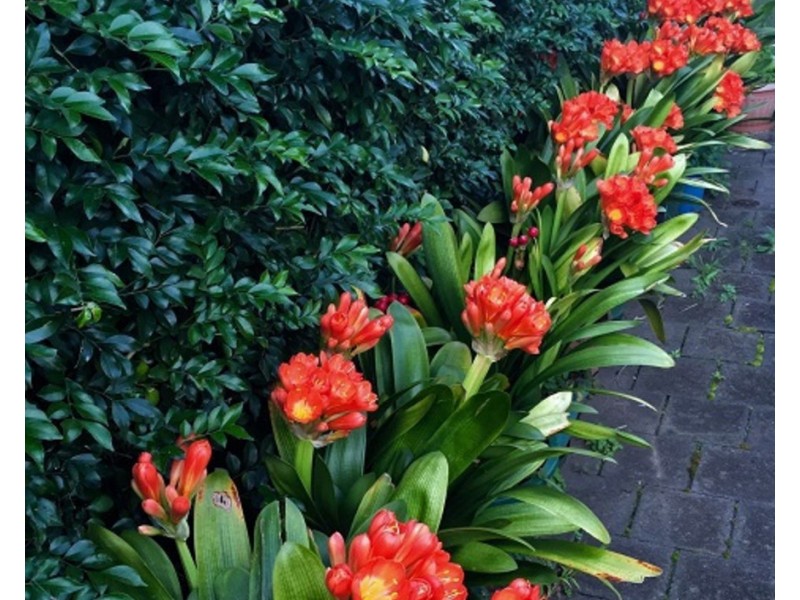 17 Ettrick Street, Ashbury NSW 2193