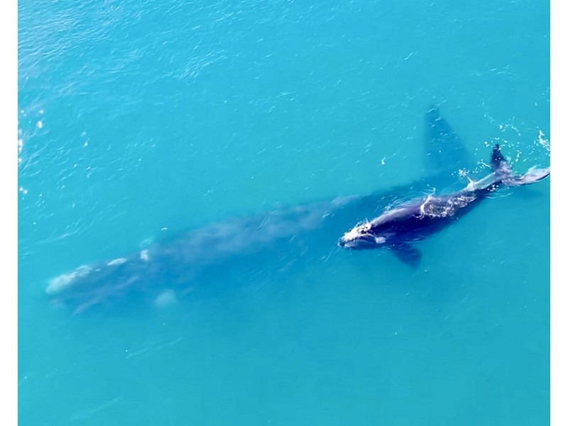 13 Koondooloo Crescent, South West Rocks NSW 2431