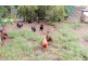 77 Bernborough Way, Ningi QLD 4511