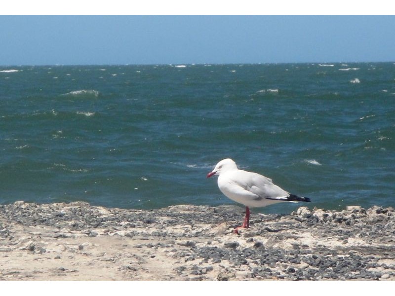 1A Eighteenth Avenue, Brighton QLD 4017