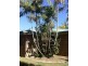 3 Lagoon Court, Clinton QLD 4680