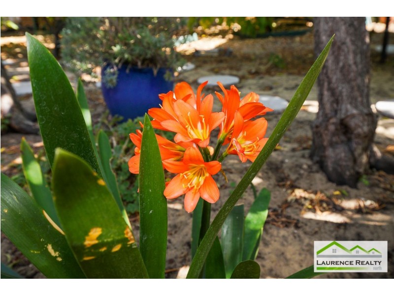 5 Delany Mews, Clarkson WA 6030