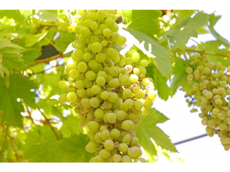 7 Hill Street, Bayswater WA 6053