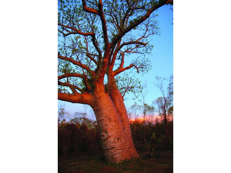 208 Chamberlain Drive, Kununurra WA 6743