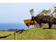 355 McDowell Road, Ryanston VIC 3992