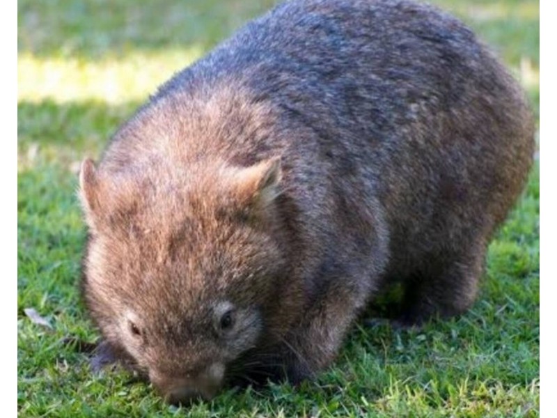 106 McIndoe Avenue, Venus Bay VIC 3956