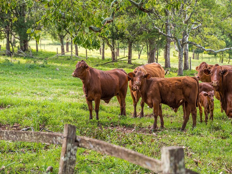 219 Old Byron Bay Road, Newrybar NSW 2479