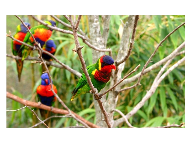 26 Royston St, Brookfield QLD 4069