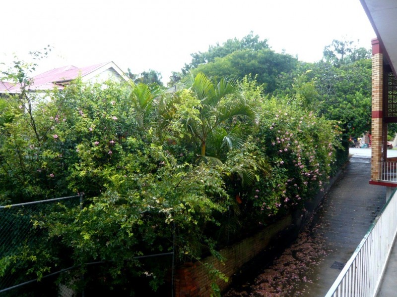 41 Riverton St, Clayfield QLD 4011