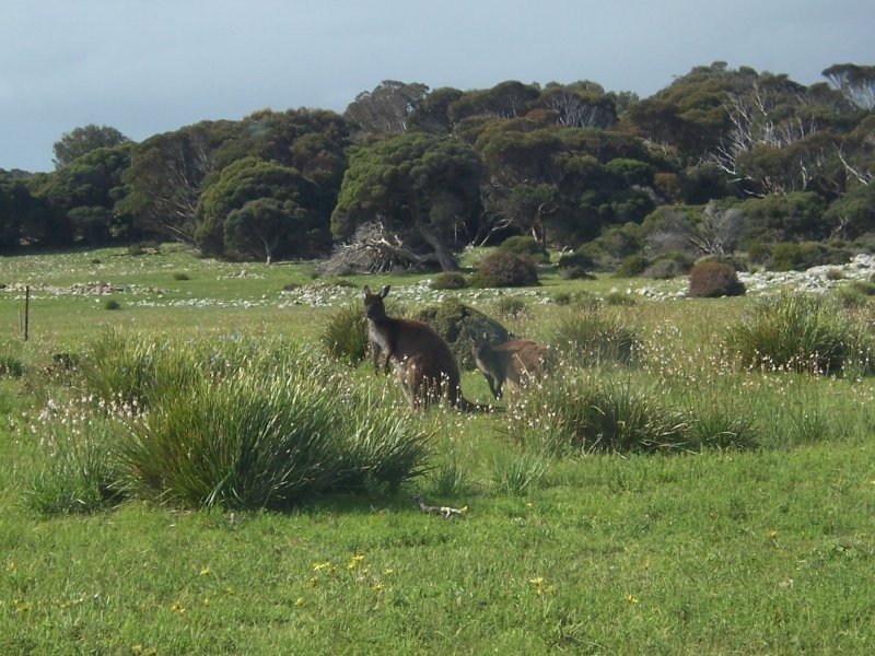 11 Cathers Rd, Pelican Lagoon SA 5222