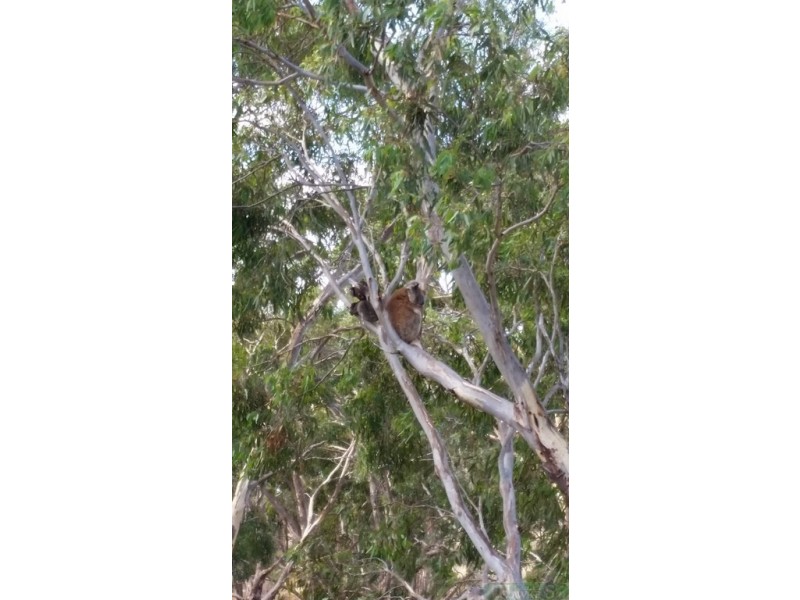 301 Gum Creek Road, Cygnet River SA 5223