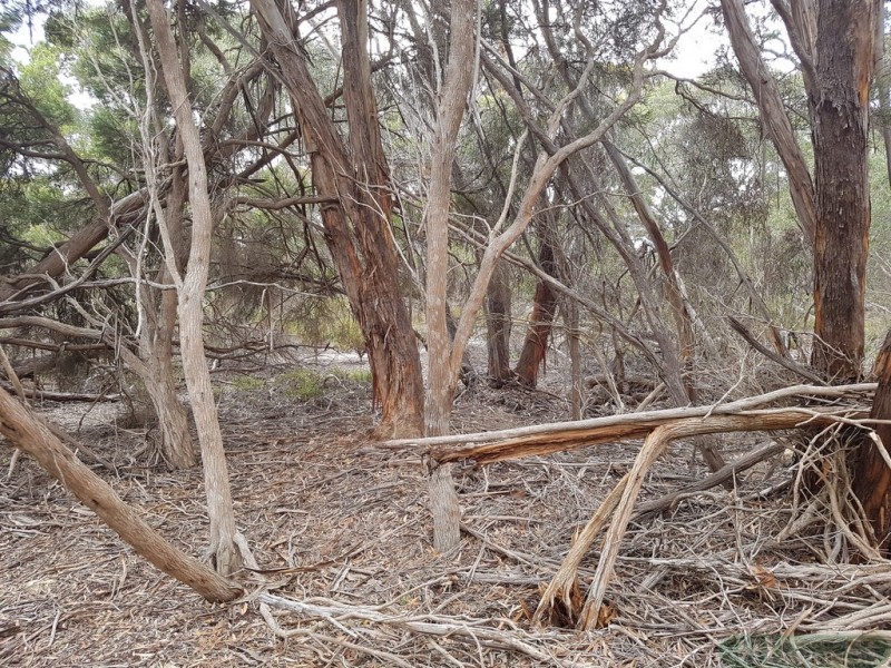 245 Arafura Avenue, Island Beach SA 5222