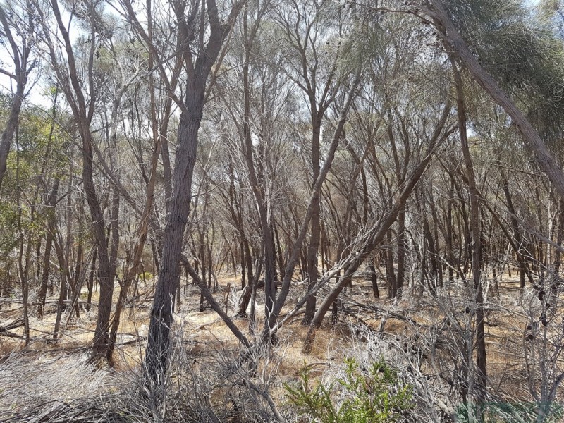 50 Archibald Street, American River SA 5221