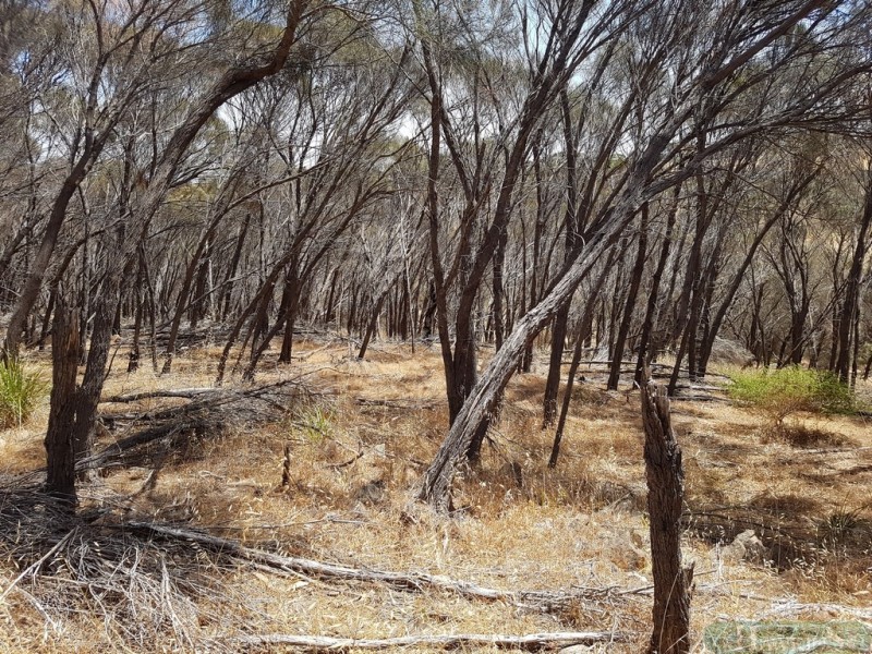 50 Archibald Street, American River SA 5221