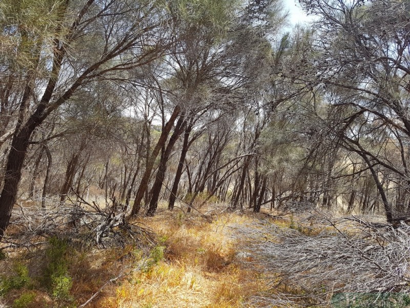 50 Archibald Street, American River SA 5221