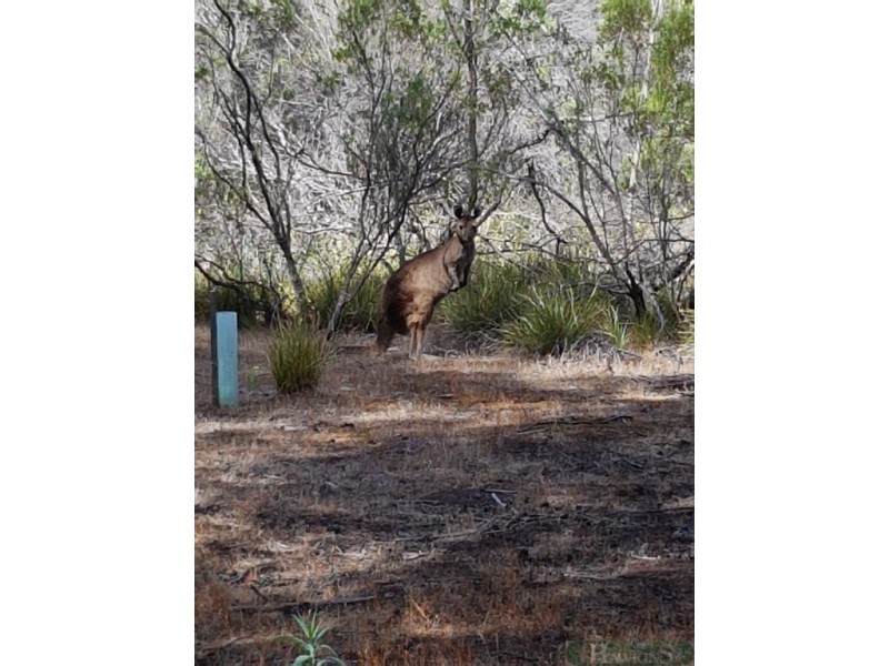 167 Mitchell Drive, Pelican Lagoon SA 5222