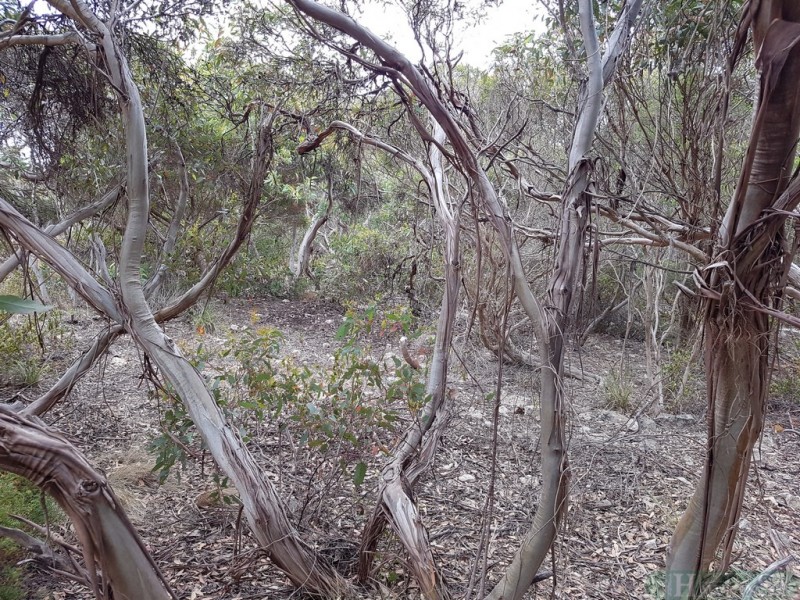 54 Dolphin Crescent, Vivonne Bay SA 5223