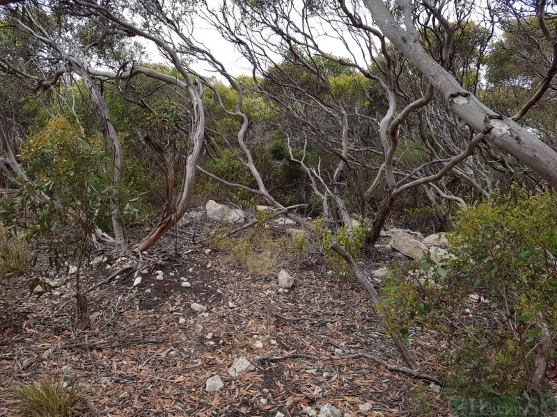 54 Dolphin Crescent, Vivonne Bay SA 5223