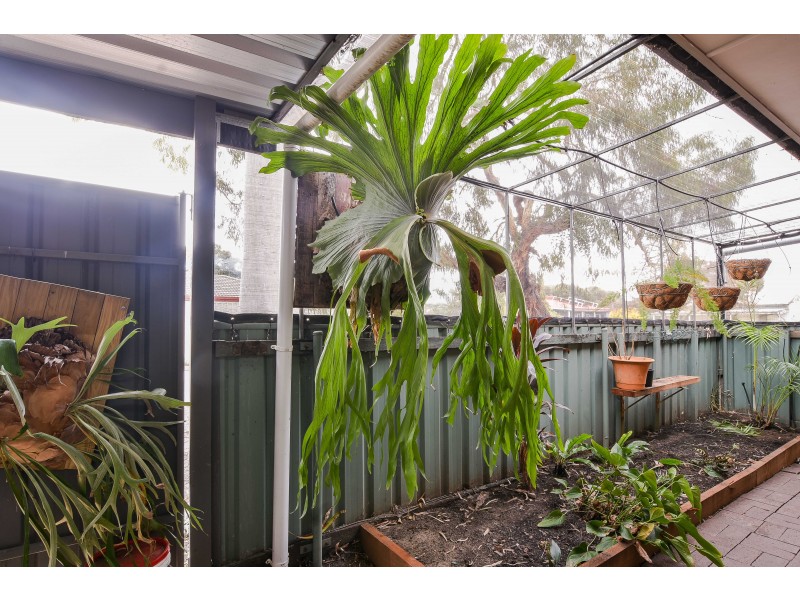 10 Hollins St, Old Noarlunga SA 5168