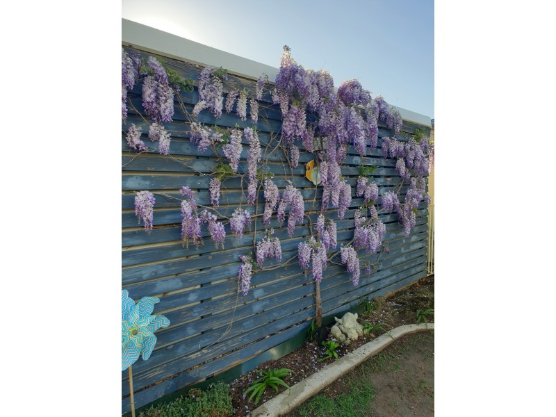 35 Cambridge Street, Port Noarlunga South SA 5167