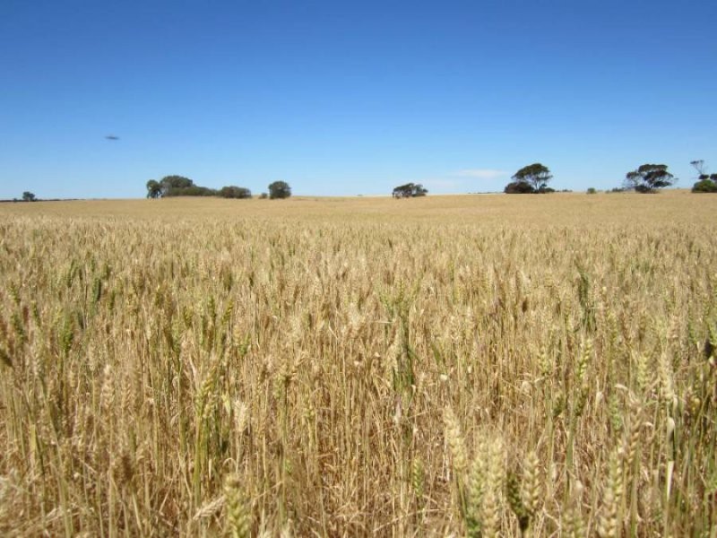 631 Buccleuch South Road, Sherlock SA 5301