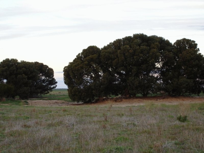 Malinong Road, Cooke Plains SA 5261