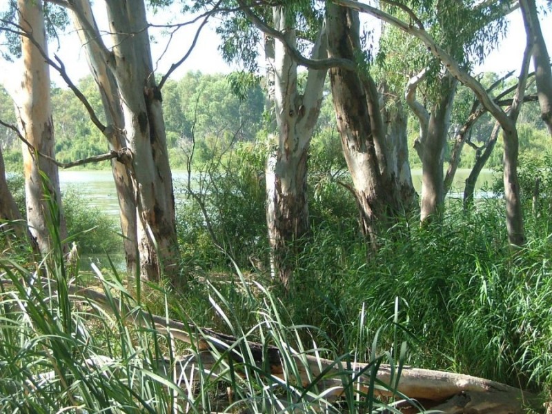 367 Weidenhofer, Ponde SA 5238