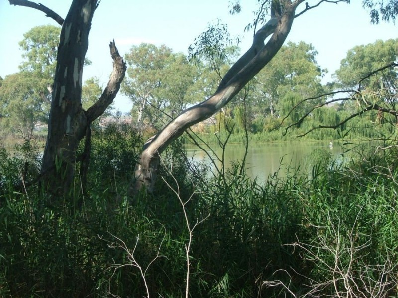 367 Weidenhofer, Ponde SA 5238