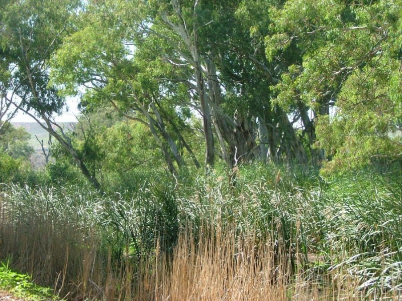 367 Weidenhofer, Ponde SA 5238