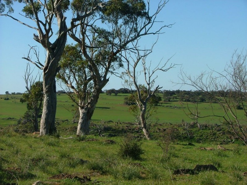 Lot 5 & 6 Law, Rockleigh SA 5254