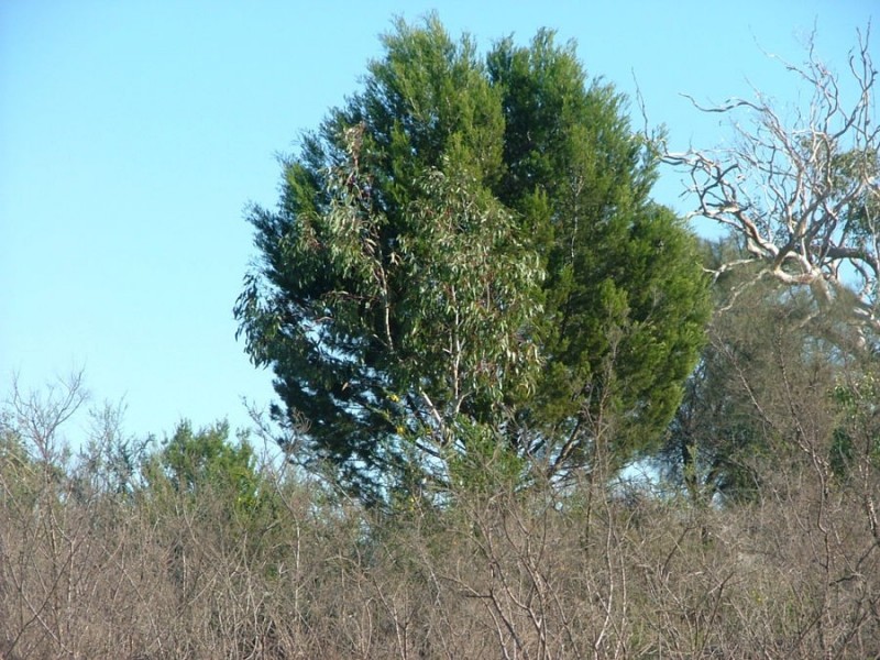 Lot 5 & 6 Law, Rockleigh SA 5254