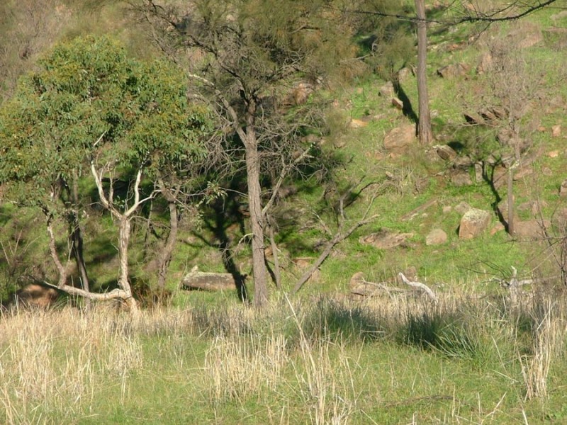 Lot 5 & 6 Law, Rockleigh SA 5254