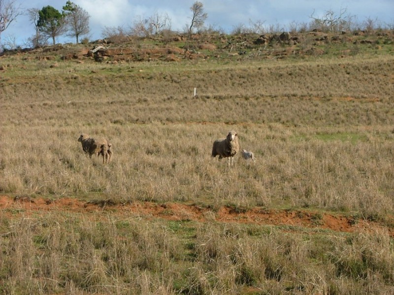 Lot 5 & 6 Law, Rockleigh SA 5254