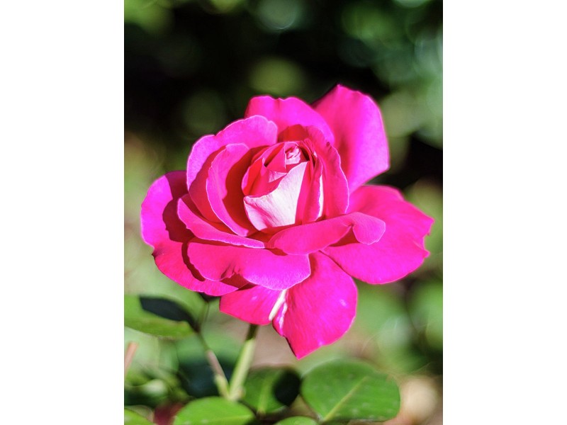 1/4 Mill Street, Strathalbyn SA 5255