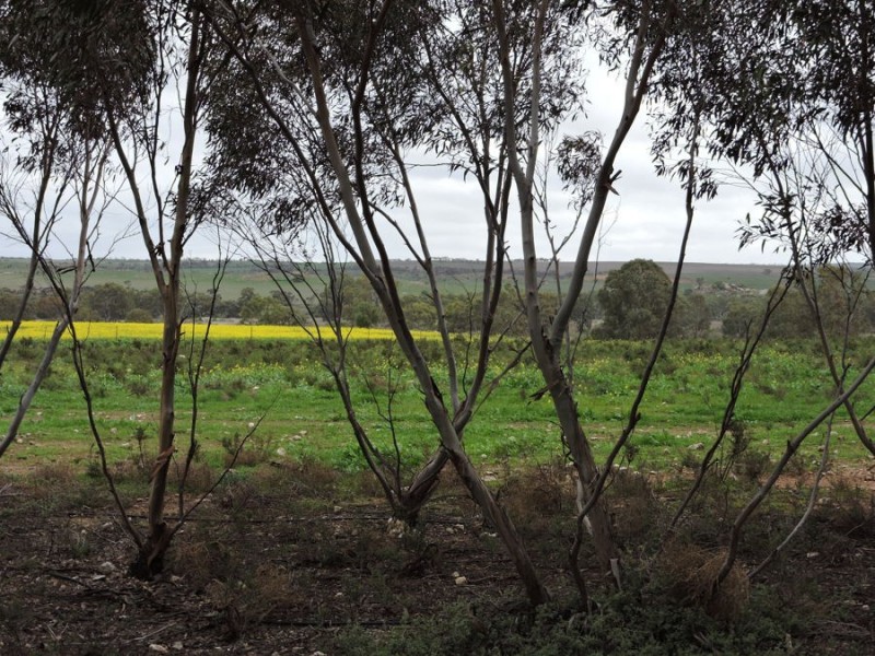 663 Belvedere, Mannum SA 5238