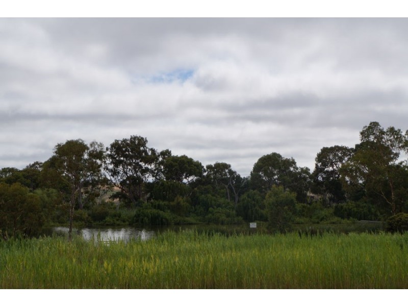 31 Jacaranda Street, Murray Bridge SA 5253