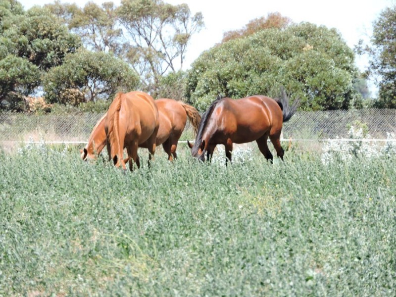 1881 Jervois Road, Woods Point SA 5253