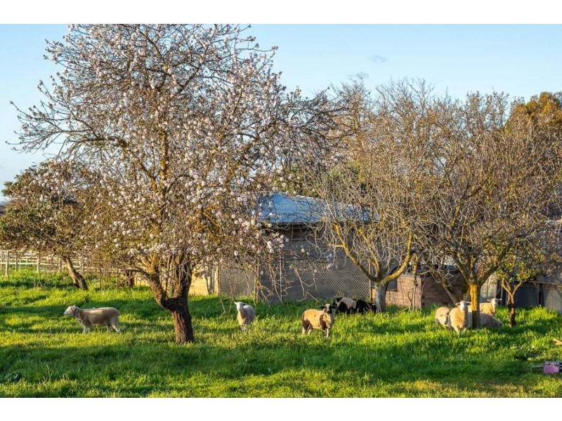 16 Old Swanport Road, Murray Bridge SA 5253