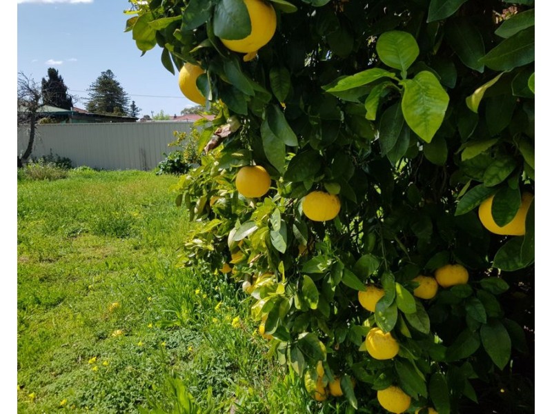 58A Standen Street, Murray Bridge SA 5253