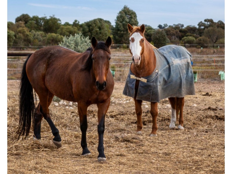 1881 Jervois Road, Woods Point SA 5253