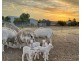 19 Moorlands Road, Moorlands SA 5301