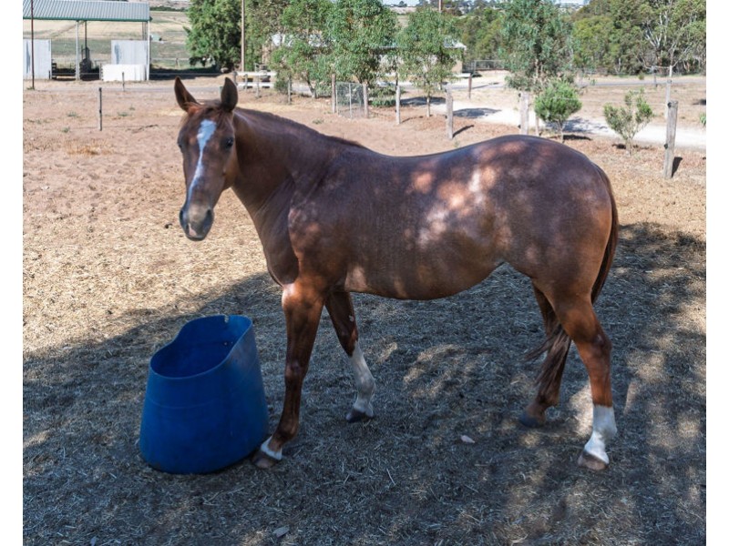 249 The Point Road, Jervois SA 5259