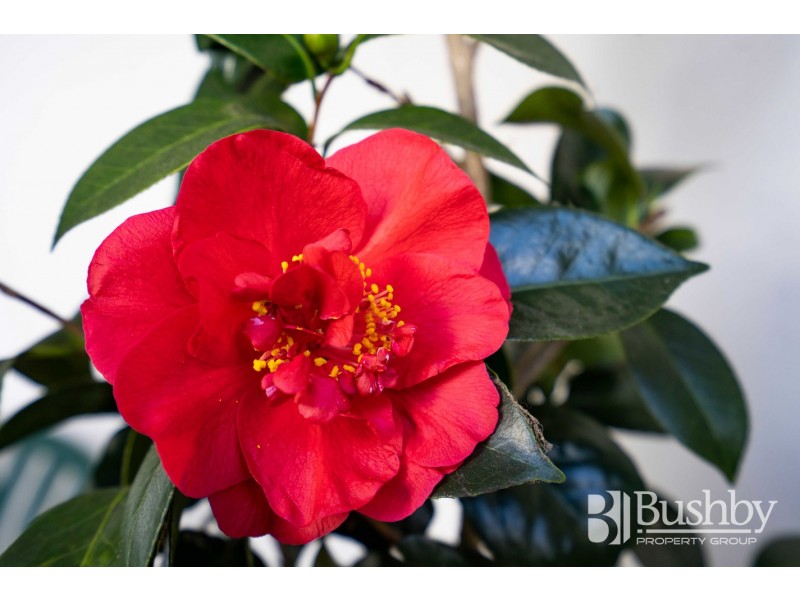 7 Forster Street, Invermay TAS 7248