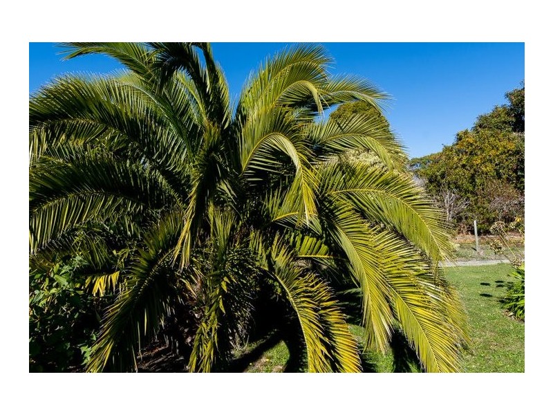 39 walter st, Bridport TAS 7262