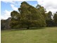 125 Wadleys Road, Reedy Marsh TAS 7304