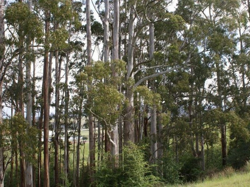 576 Bengeo Road, Deloraine TAS 7304