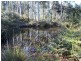 250 Lonely Hollow Road, Lower Beulah TAS 7306